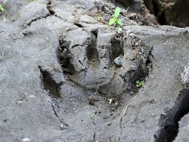 Raccoon paw print