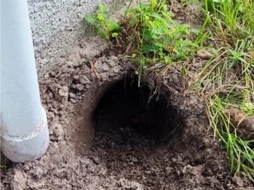 Armadillo burrow next to home foundation