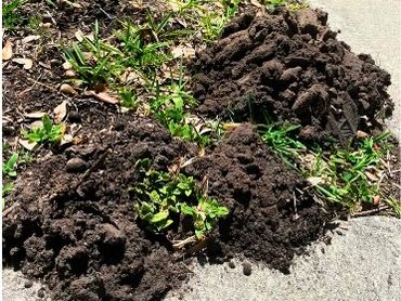 Mole tunnels in yard