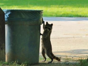 Raccoon rummaging trash can