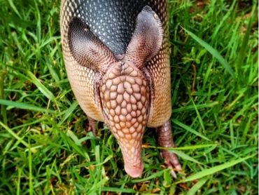 Armadillo