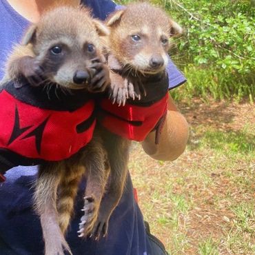 NE FL baby raccoons rescued, ensuring humane wildlife removal. Protect your home from pests.
