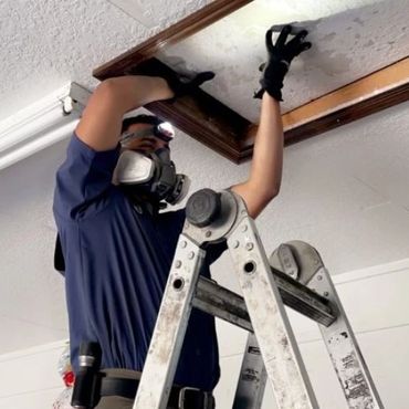 NE FL attic inspection for pests, ensuring homes stay wildlife-free with expert removal services