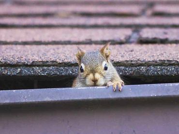Squirrel on a roof 2