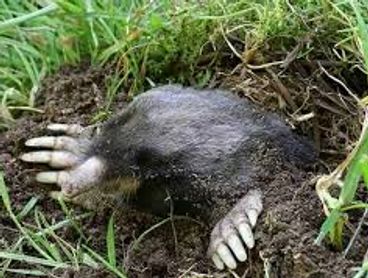 Mole
