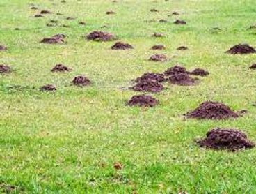 Mole tunnels spread through yard