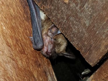 Bat in attic space