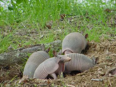 4 armadillos digging on a yard
