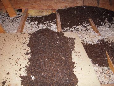 Bat droppings (guano) in attic space