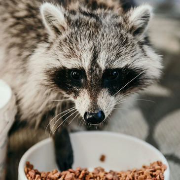Raccoon eating