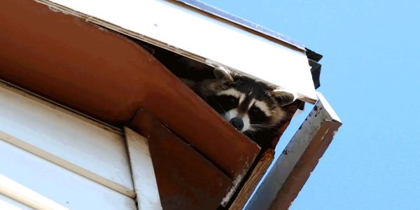 raccoon damage, prevent raccoon damage, raccoon control, protect your home, property damage.