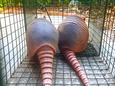 2 armadillos in live trap