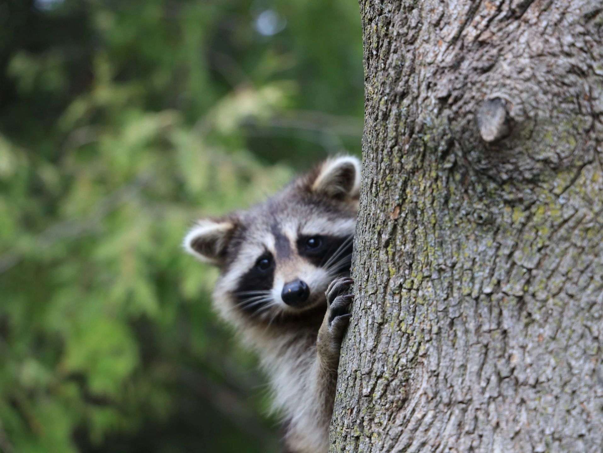 Raccoon climbing on a tree