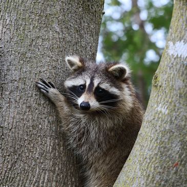 Raccoon on tree