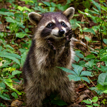 Raccoon smiling