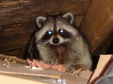 Raccoon in attic space
