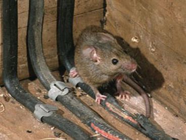 Rodent & chew electrical wires