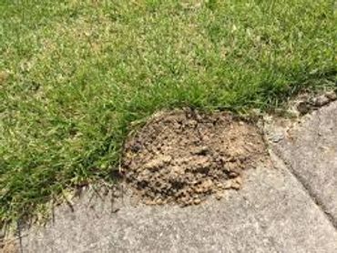 Mole tunnel next to sidewalk