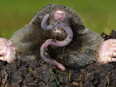 Mole eating worms