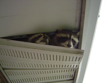Raccoon stuck ondamaged vent, highlighting the dangers of unsecured entry points.