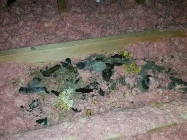 Raccoon droppings on insulation in attic space.