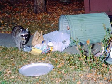 importance of securing garbage to prevent wildlife issues.