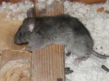 Rodent & droppings in attic space