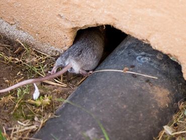Rodent getting inside of a home through whole in home exterior
