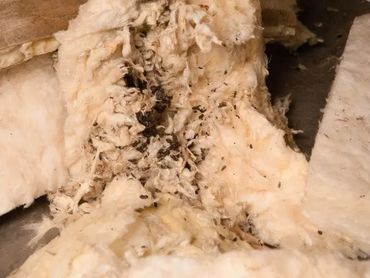 Rodent droppings in insulation