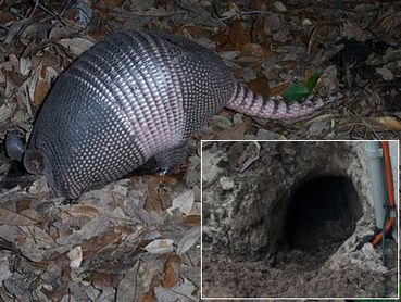 Armadillo burrow & armadillo digging