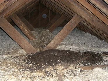 Bat droppings (guano) in attic space