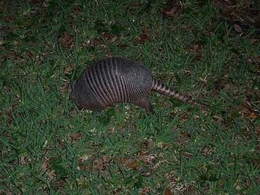 Armadillo digging at night