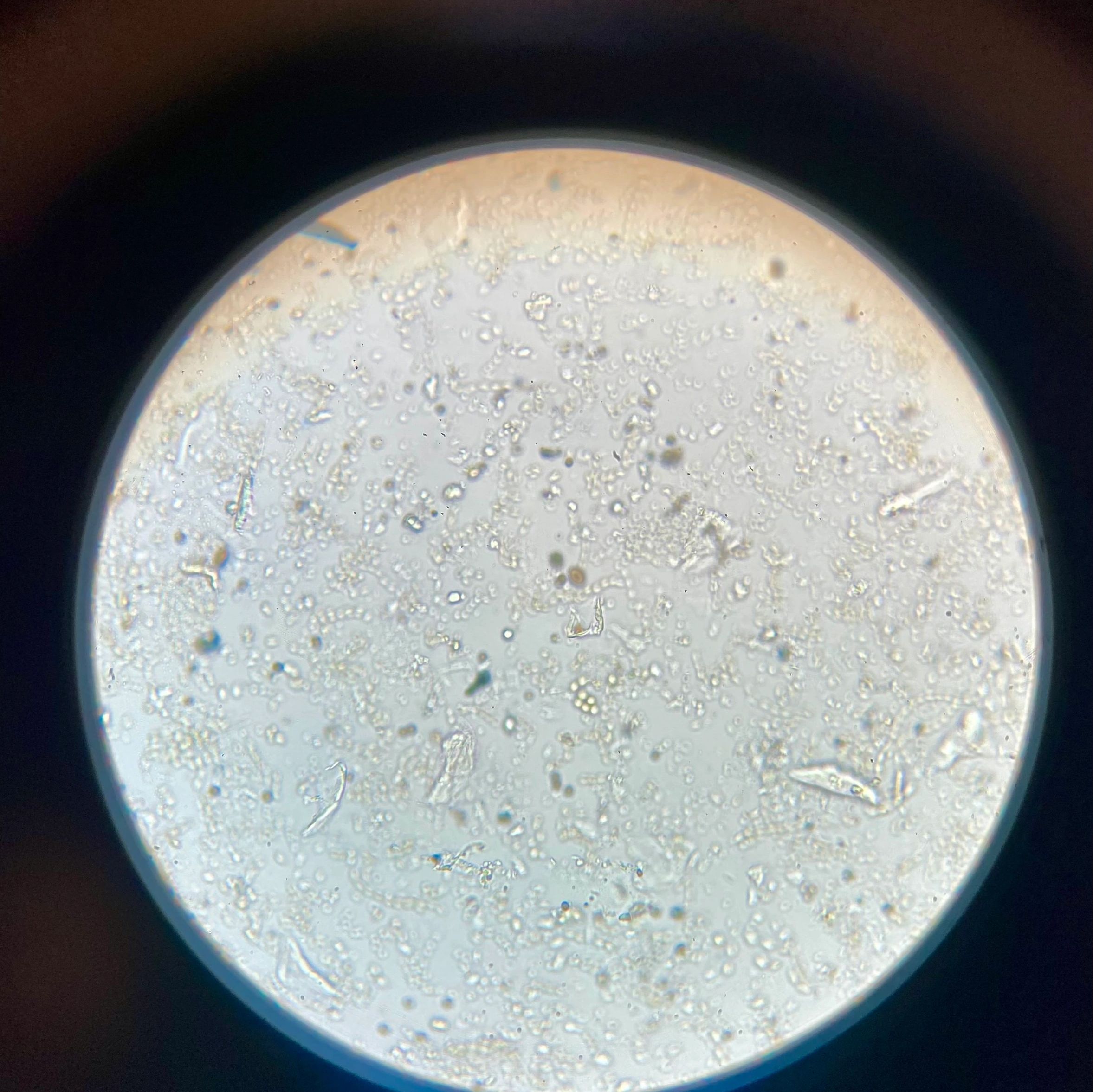 photomicrograph of air sample