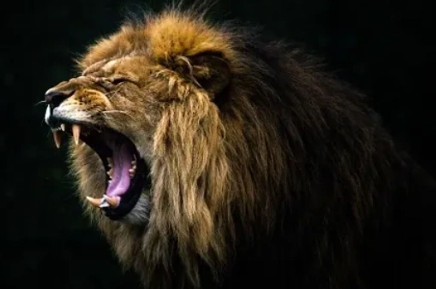 A roaring lion showing its teeth against a dark background.