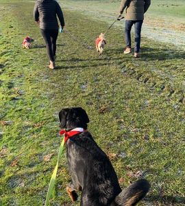 Dog walking - Stockport