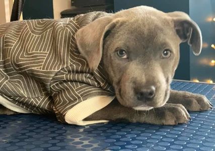 Dog grooming - Stockport