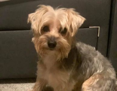 Dog grooming - Stockport