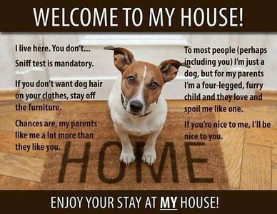 Dog boarding - Stockport