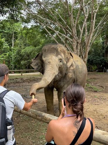 People feeding and photographing an elephant in a forested enclosure.