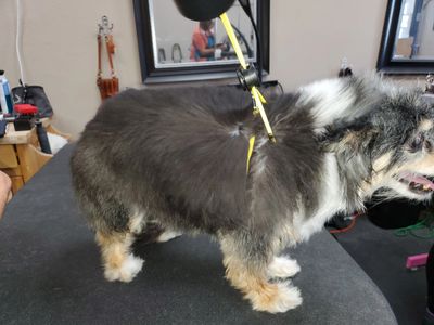 Small dog wearing the trachsaver harness on the grooming table