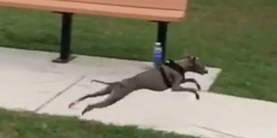 Athletic and sound  blue puppy. Produced by Florida breeder Layne's Italian Greyhounds. Tampa, FL.