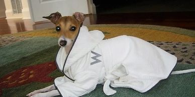 Intelligent, social, a very playful companion puppie. Amazingly unique, delightful and healthy.