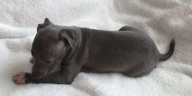 Elegant solid color blue grey Italian Greyhound high stepping movement DNA Health testing on Parents