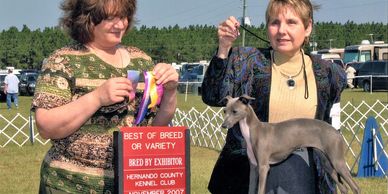 Beautiful blue Italian greyhound very elegant  high stepping movement DNA Health testing on sire/Dam