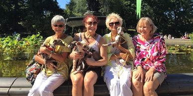 Beautiful elegant Italian greyhounds. Stunning Magnificent conformation and type, highly socialized.