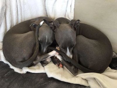 Benson and Bella are brother and sister.  They love to cuddle. Also they are bonded to their owners.