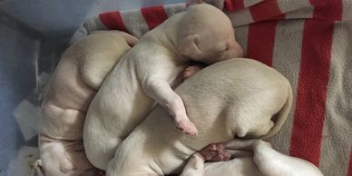 Cream Italian Greyhound European breeding's DNA health testing done on parents. Pet home only $3000