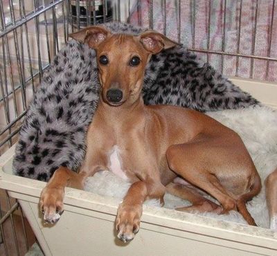 The most critical aspect of potty training is choosing one method. Being Consistent is the key.