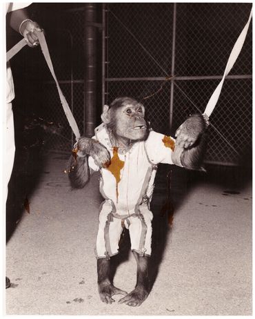 When Ham arrived back on Earth, he was very upset and threw poop everywhere.