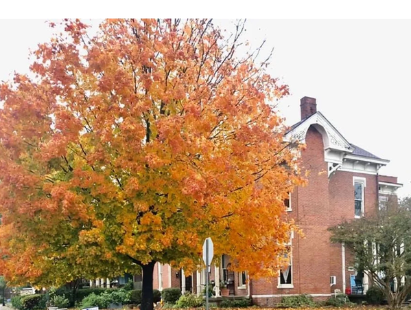 Autumn tree with orange leaves beside a brick house.